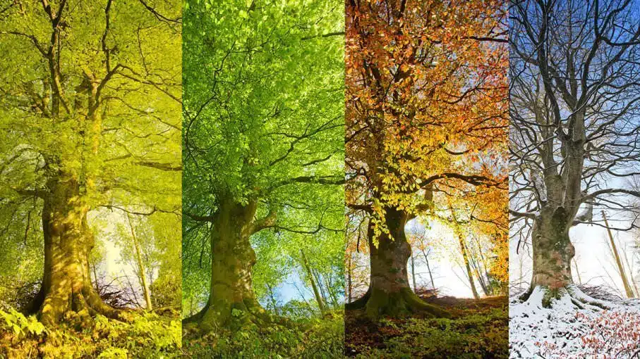 redefinefourseasons
