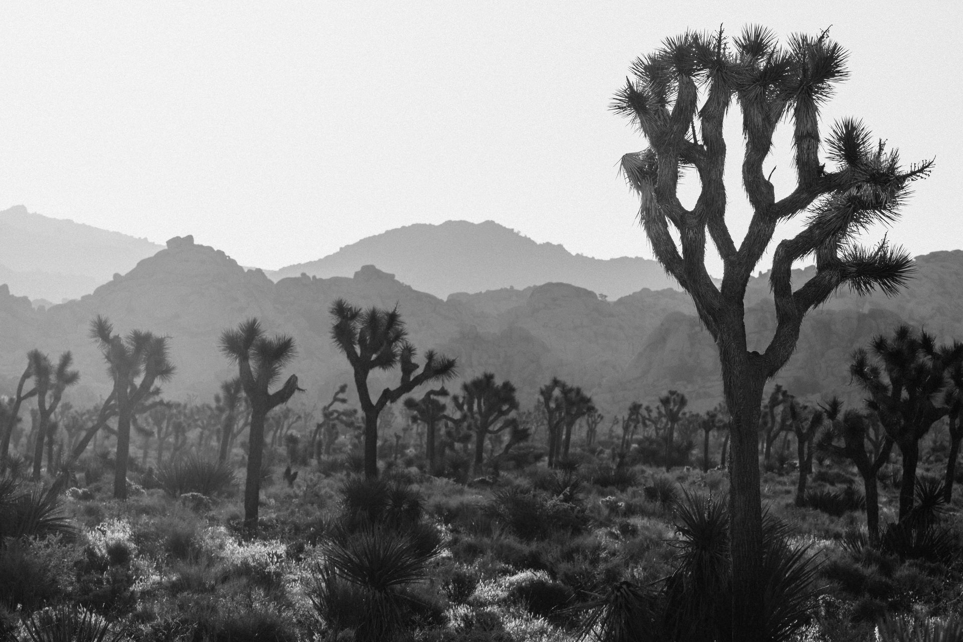 Joshua Tree Couples Session 46 46 of 169 Mckinley G Photography