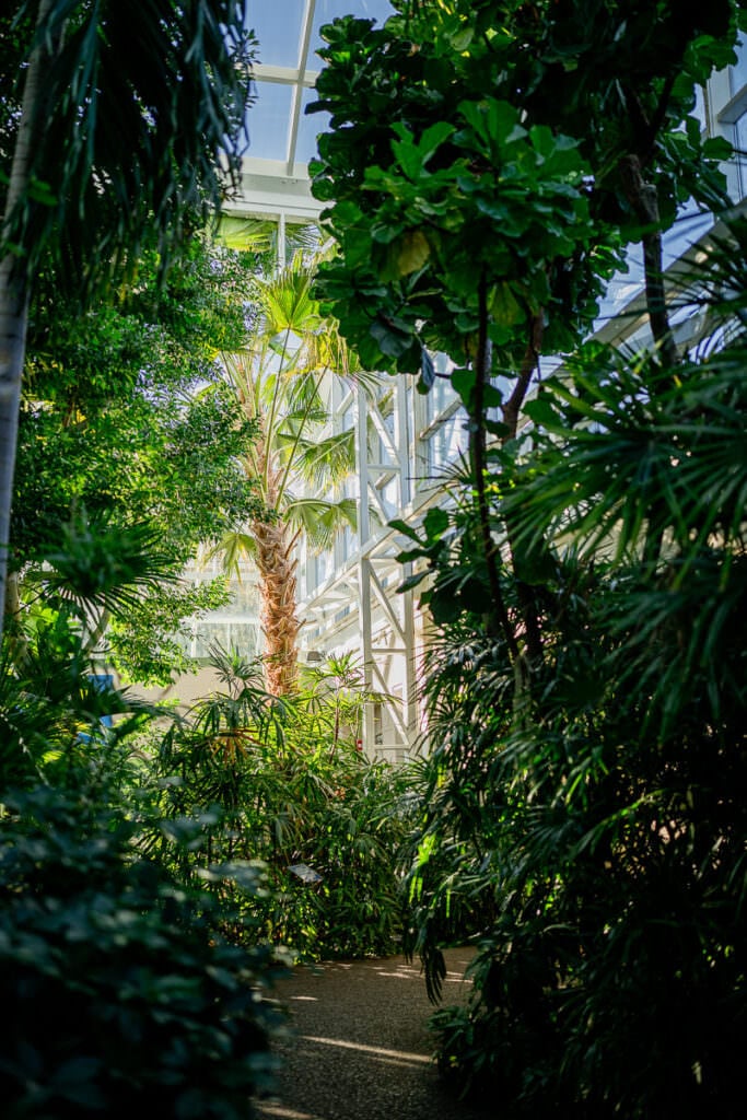 St Louis Wedding Photography Butterfly House and Carousel House 16 16 of 30 McKinley Griggs