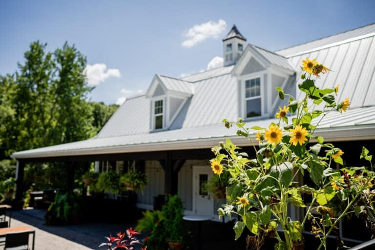 Sun Flower Hill Farm sunflowers in front of white barn wedding venue